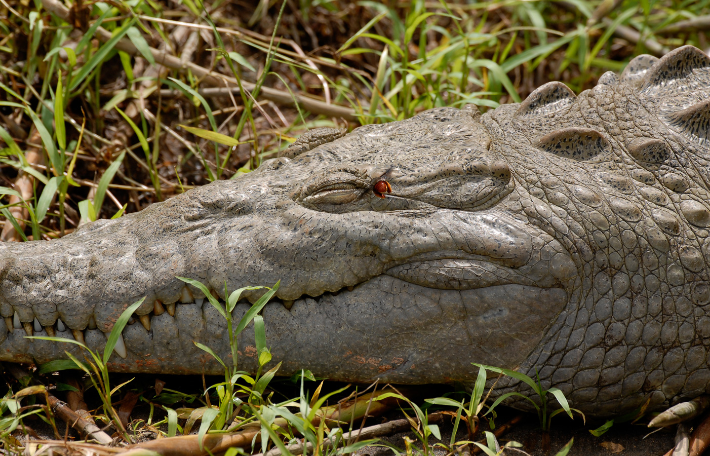 Crocodylus acutus [400 mm, 1/320 sec at f / 6.3, ISO 200]